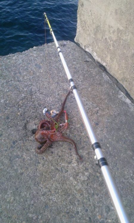 ２日連続タコ釣り